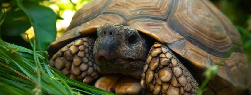 wees niet die schildpad, wees trots op jouw waarde