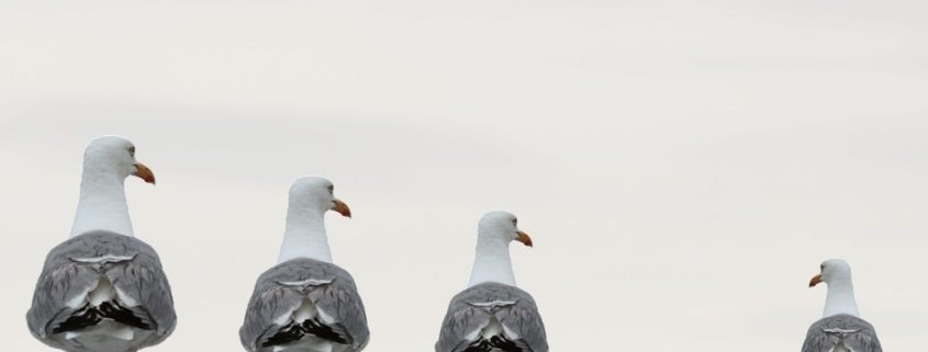 Wat is nu wel of niet de invloed van 'niet'?