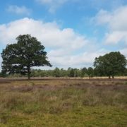 Is er een ander woord voor zijn met leegte?