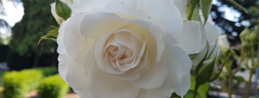 echt contact met je hart vanuit pure liefde