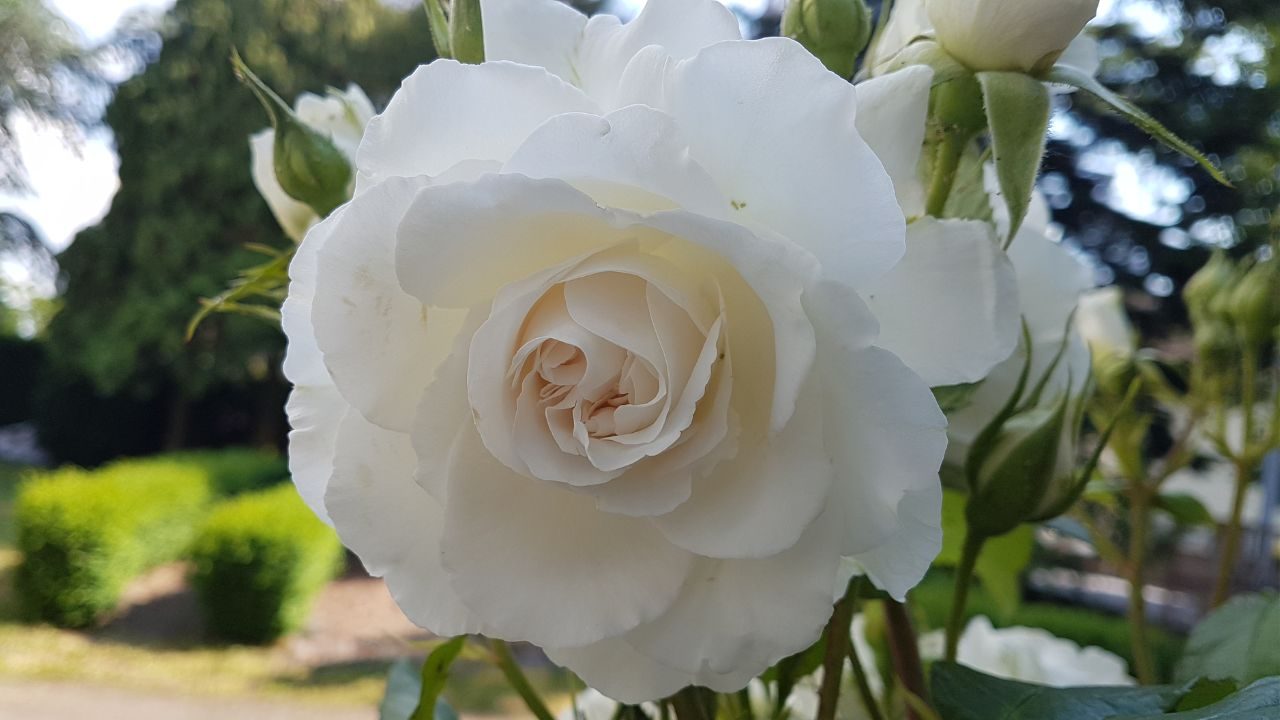 liefde voor je hart echt contact met je hart vanuit pure liefde