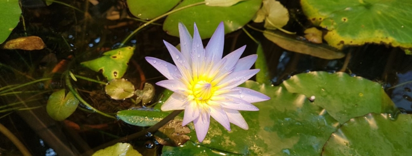 vertrouwen houden, ook (juist) als je niet weet wat er gaat gebeuren