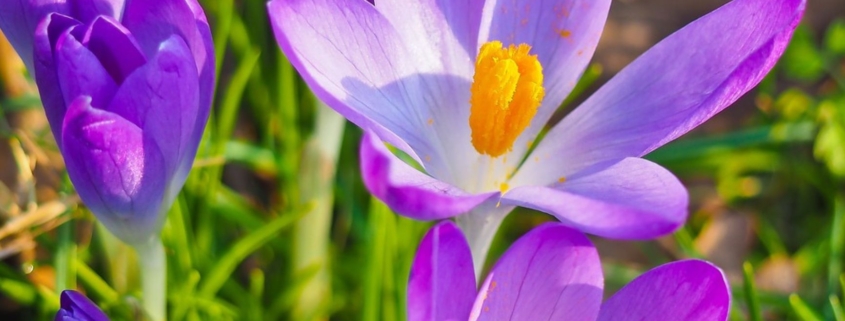 bij de lente hoort toch wel de voorjaarsschoonmaak; ook op spiritueel en energetisch niveau