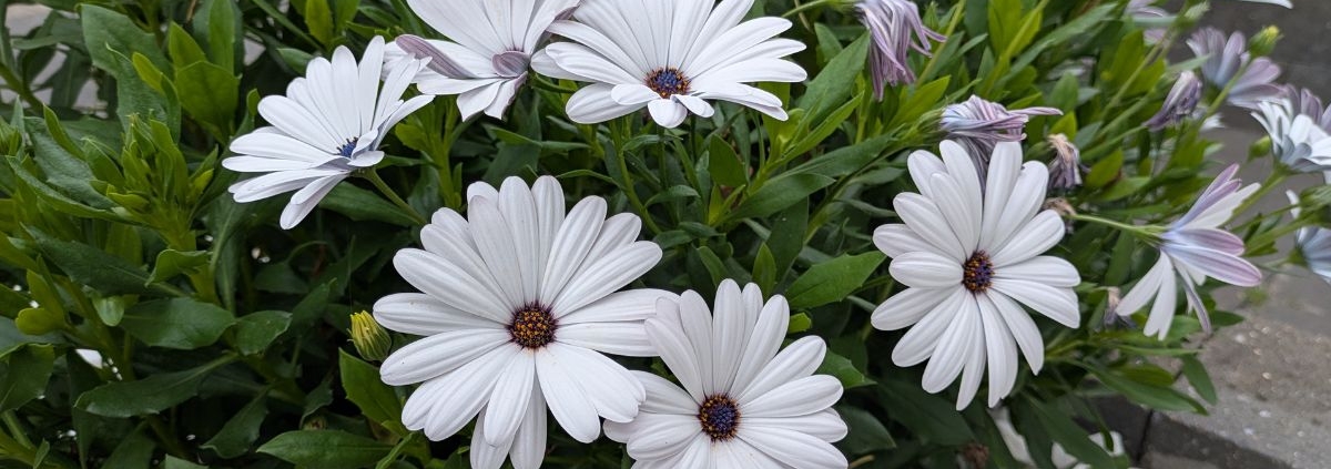 Erbij horen is een diep verlangen van de mens.