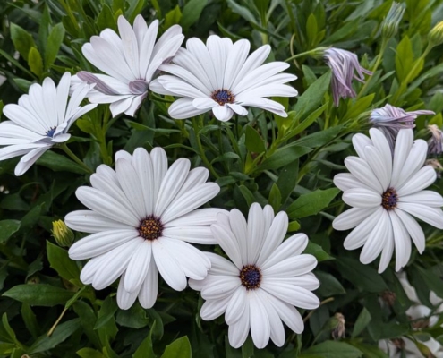 Erbij horen is een diep verlangen van de mens.