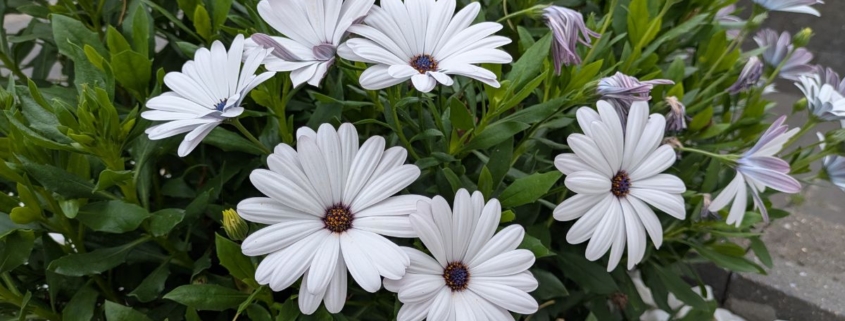 Erbij horen is een diep verlangen van de mens.