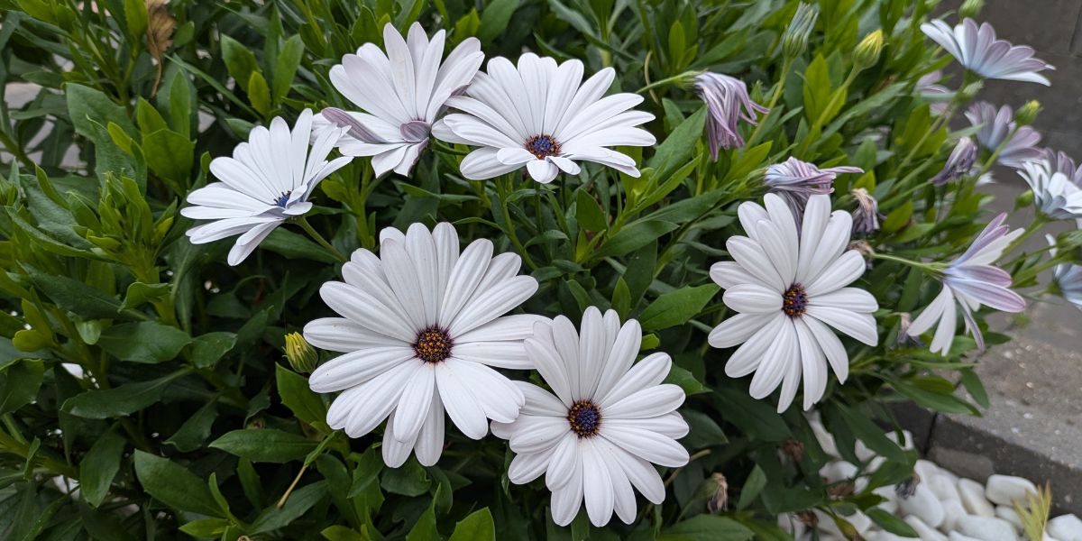 erbij horen Erbij horen is een diep verlangen van de mens.