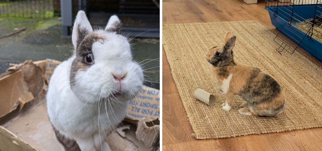 zoef en muis mijn konijnen Zoef en Muis