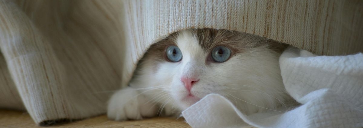 is het leven echt alleen een serieuze zaak?