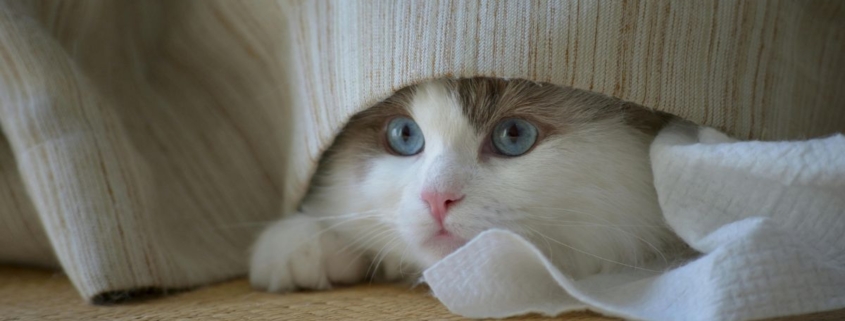 is het leven echt alleen een serieuze zaak?